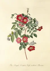 Rose : sans épines (Rose Vierge Royale)